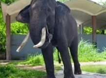 Слоняра в ZOO Negara