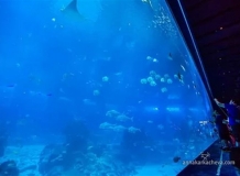 В Океанариуме Сингапура