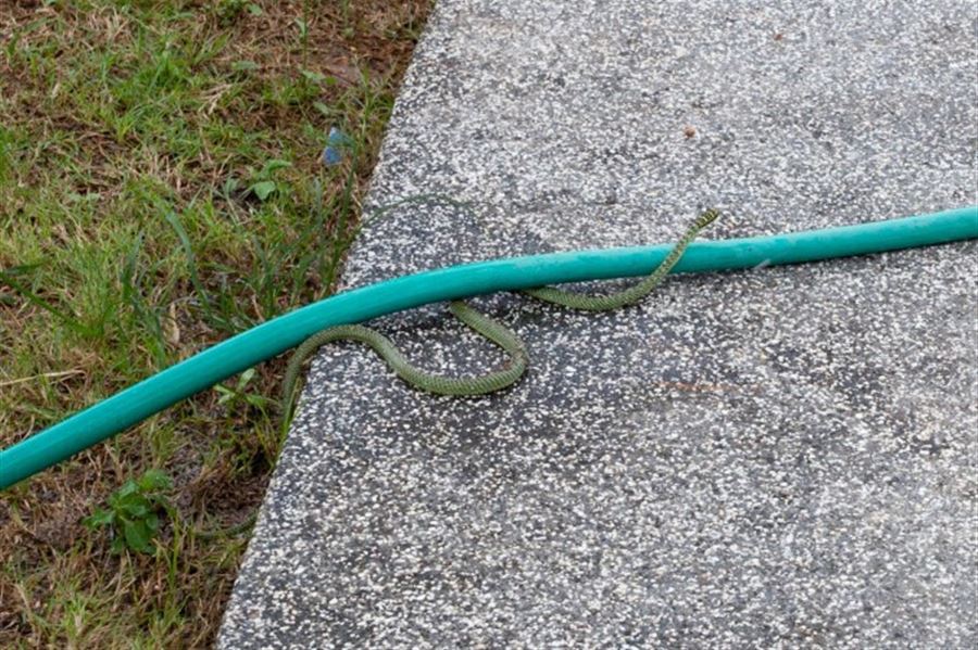 Змея на газоне нашего дома
