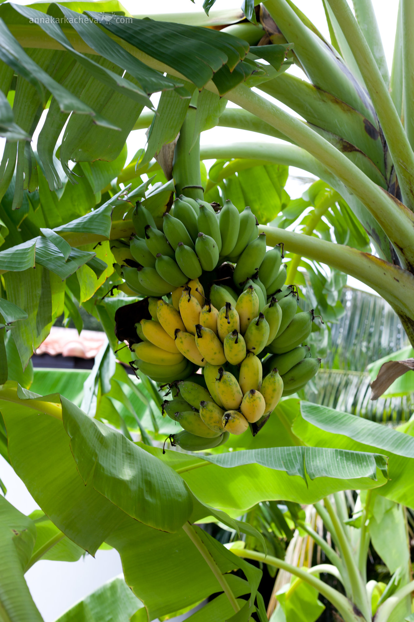 Где растут бананы дерево. Банановое дерево. Куст банановое дерево. Банановое дерево Тайланд. Бананы растут.