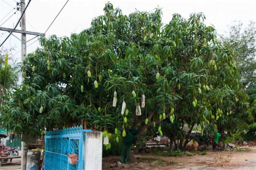 Дерево манго