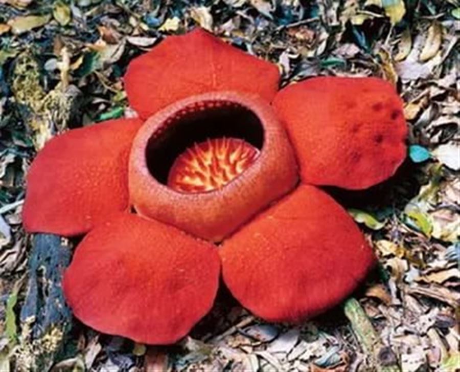Цветок Bua-phut