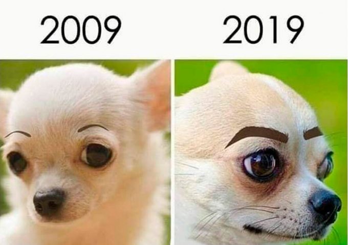 Eyebrowed dog 10yearschallenge